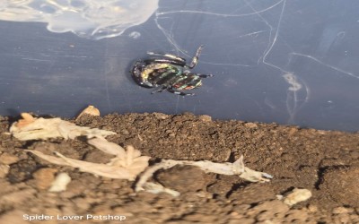 Salticidae subtribe Simaethina Spider